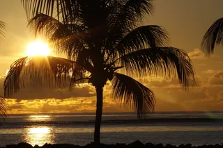 日落，棕榈，水，剪影，热带，海滩