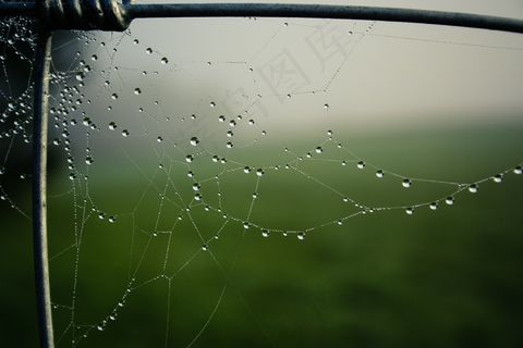 秋，雾，篱笆，蜘蛛网，网络，露水
