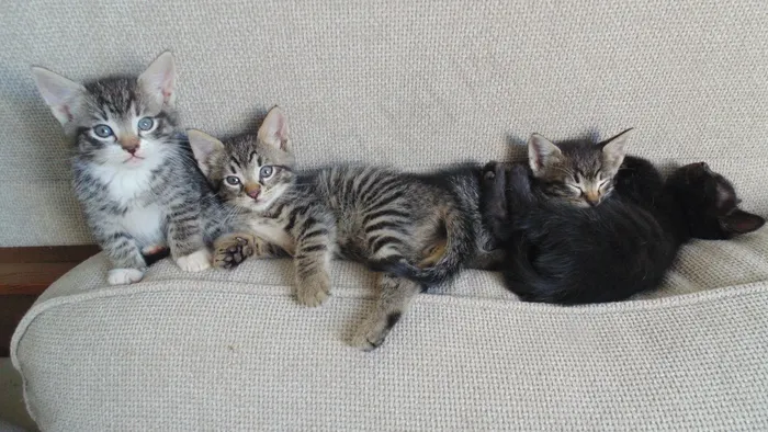 小猫,猫,可爱,动物,宠物,家养,猫科动物 小猫,猫,可爱,动物,宠物,家养,猫科动物