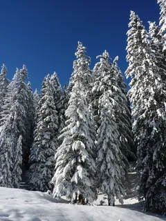 冷杉，自然，森林，白雪皑皑，冬天，雪，冬季魔术