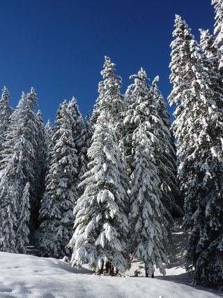 冷杉，自然，森林，白雪皑皑，冬天，雪，冬季魔术