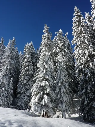 冷杉，自然，森林，白雪皑皑，冬天，雪，冬季魔术