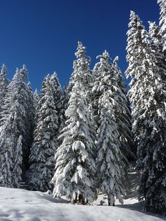 冷杉,自然,森林,白雪皑皑,冬天,雪,冬季魔术 冷杉,自然,森林,白雪皑皑,冬天,雪,冬季魔术