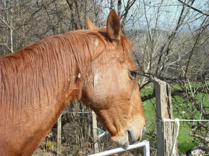 马，布朗，动物，场