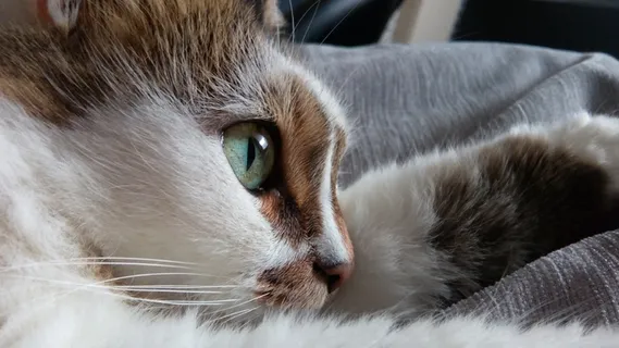 放松的猫的特写