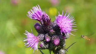 夏天，草地，蓟，鲜花，飞