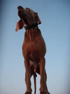威玛,狗,狗品种,宠物,棕色,四足动物 威玛,狗,狗品种,宠物,棕色,四足动物