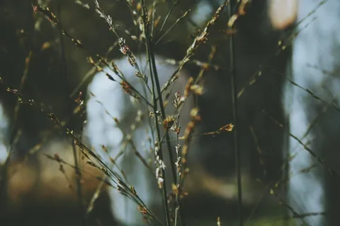 植物,草,绿色,性质,草地,增长,植物学 植物,草,绿色,性质,草地,增长,植物学