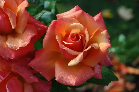 玫瑰,鲜花,粉红色,橙色,花的,爱情,花束 玫瑰,鲜花,粉红色,橙色,花的,爱情,花束