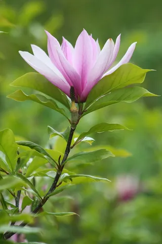 大自然，植物，花，紫色