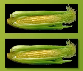 玉米，玉米棒，食品，蔬菜