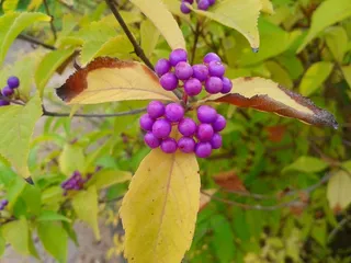植物，花，性质，紫，水果，树，花园