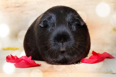豚鼠，光滑的头发，黑色，啮齿动物，宠物