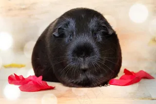 豚鼠，光滑的头发，黑色，啮齿动物，宠物