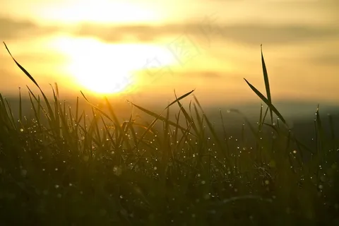 草，日出，水热带，太阳，天空，自然，心情