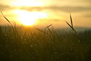 草，日出，水热带，太阳，天空，自然，心情