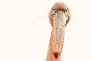 百利金，鸟，动物，比尔，动物区系，羽毛，自然