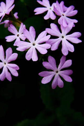 塔比莎，大自然，植物，花朵