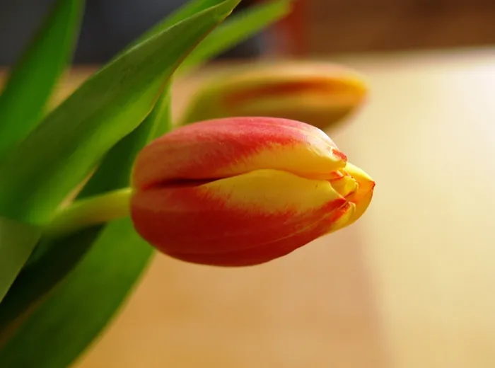 郁金香，开花，红色，黄色，关闭，花