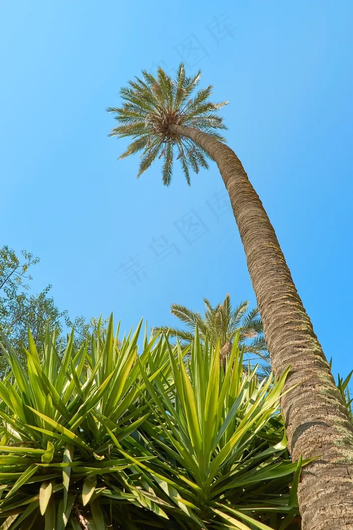 棕榈，南海，异国情调，加勒比海，天空，旅行