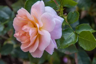 花，玫瑰，柔和的颜色，粉红色，公园