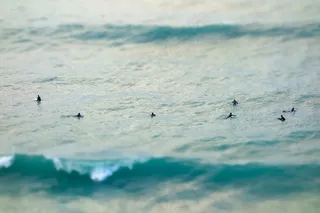 海燕,海洋,海鸥,江鸥,天空,在康沃尔郡冲浪