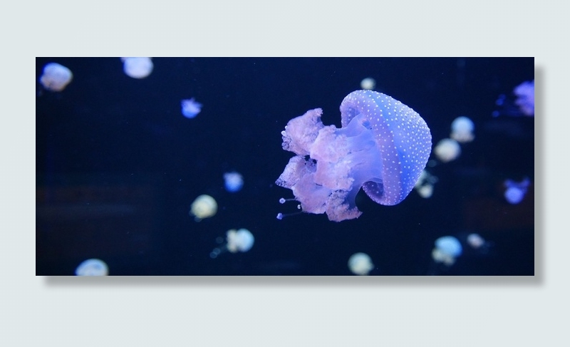 西班牙，加那利群岛，特内里费岛，水母，洛罗公园