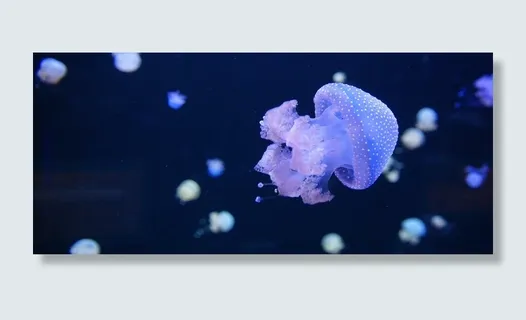 西班牙，加那利群岛，特内里费岛，水母，洛罗公园