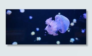 西班牙，加那利群岛，特内里费岛，水母，洛罗公园