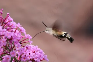 蜂鸟鹰蛾，蝴蝶，昆虫，动物，翼