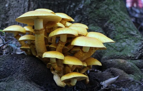 蘑菇,树干,自然,森林,木材,树,景观 蘑菇,树干,自然,森林,木材,树,景观