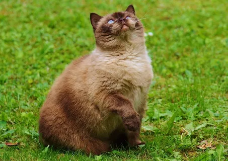 猫,英国短毛猫,戏剧,米氏,纯种,亲爱的 猫,英国短毛猫,戏剧,米氏,纯种,亲爱的