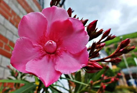 夹竹桃花,性质,叶子,粉红色,花瓣 夹竹桃花,性质,叶子,粉红色,花瓣