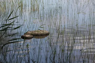湖，自然，夏天，芦苇床，石头，水