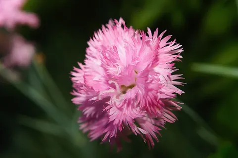 花,开花,盛开,粉红色,流苏,柔和,嫩 花,开花,盛开,粉红色,流苏,柔和,嫩