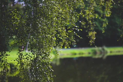 桦木,树,绿色,叶,叶子,背景 桦木,树,绿色,叶,叶子,背景