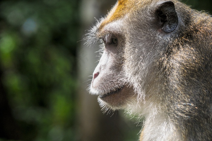 猴子，动物，哺乳动物，猿，自然，可爱，野生