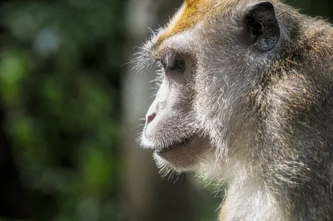 猴子,动物,哺乳动物,猿,自然,可爱,野生 猴子,动物,哺乳动物,猿,自然,可爱,野生