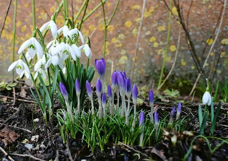 番红花,雪花莲,鲜花,春天,性质,盛开,植物 番红花,雪花莲,鲜花,春天,性质,盛开,植物
