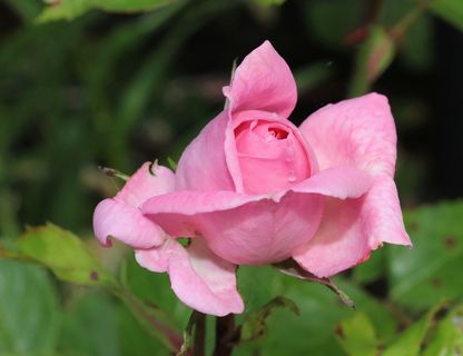 玫瑰，开花，粉红色，嫩，性质，宏