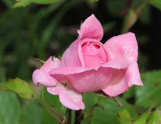 玫瑰，开花，粉红色，嫩，性质，宏