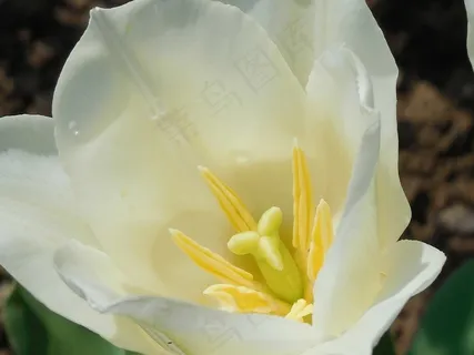性质，植物，鲜花，春天，开花，盛开