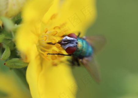 飞，昆虫，猕猴，双翅目，动物