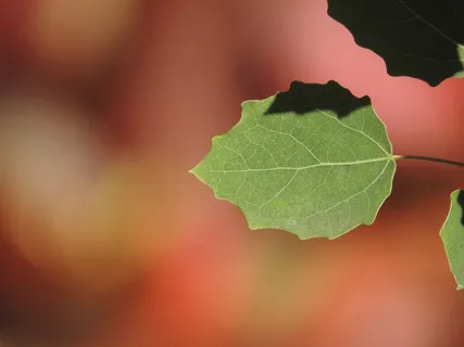 杨树,叶子,秋季,秋天的树叶,绿色,植物 杨树,叶子,秋季,秋天的树叶,绿色,植物
