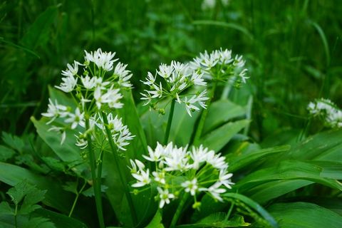 熊的大蒜，开花，厂，白