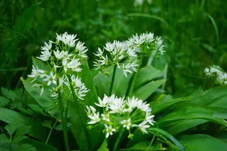 熊的大蒜，开花，厂，白