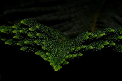 科，针叶树，芽，冷杉，性质，植物，绿色