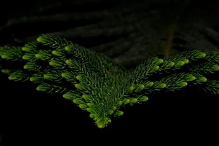 科，针叶树，芽，冷杉，性质，植物，绿色