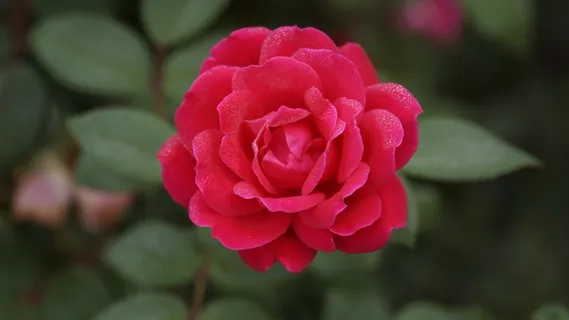 一朵玫瑰,鲜花,性质,红色的花瓣,盛开 一朵玫瑰,鲜花,性质,红色的花瓣,盛开