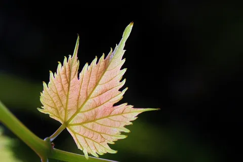 酒叶,藤,酒,秋季,叶子,多彩 酒叶,藤,酒,秋季,叶子,多彩